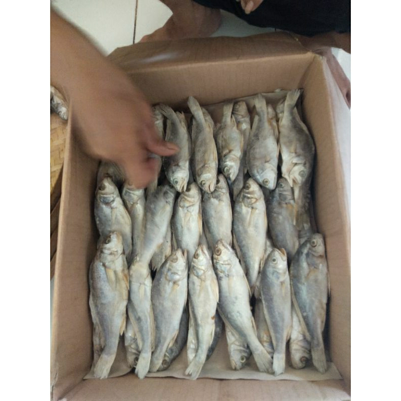 

ikan asin kepala batu
