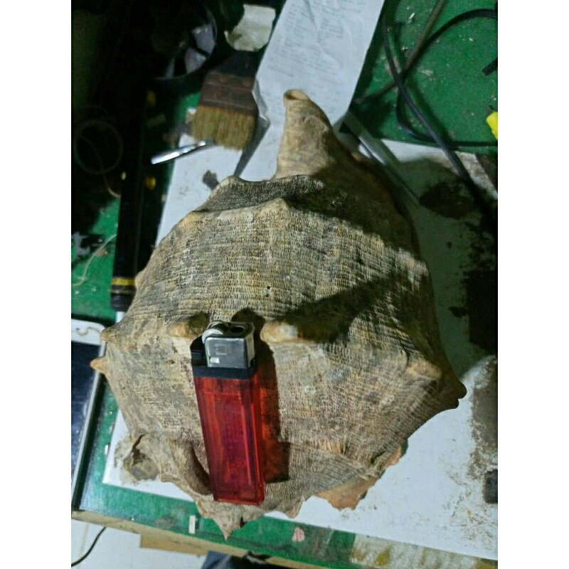 cangkang keong laut jumbo