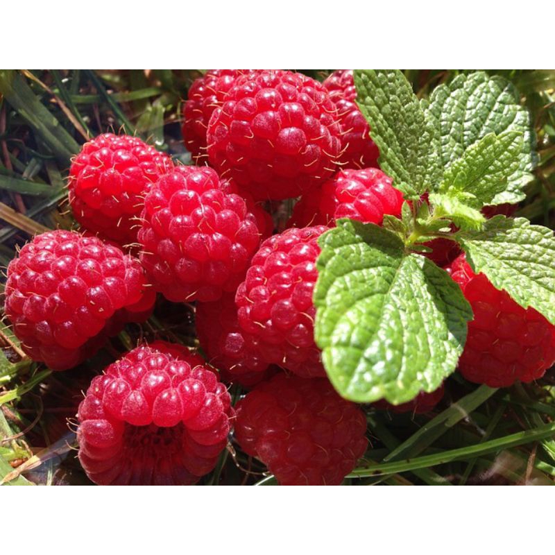 

RESPBERRY (LEBIH CEPAT BERBUAH)