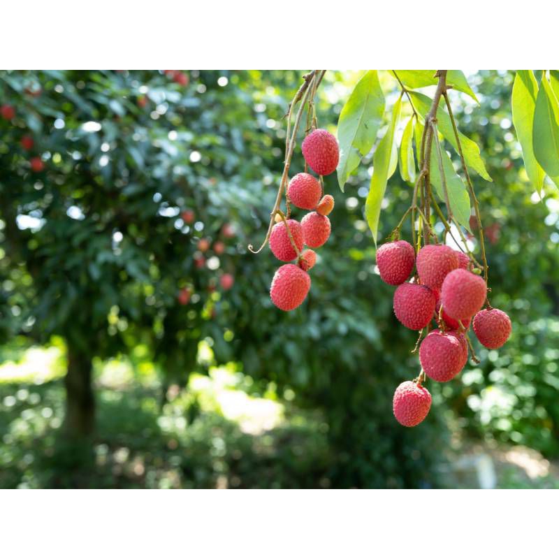 

BIBIT LECI COM/MERAH (LEBIH CEPAT BERBUAH)