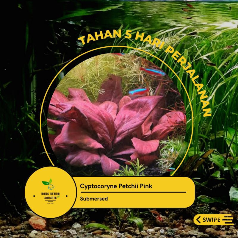 Cryptocoryne Pink / Cryptocorine Petchii Pink
