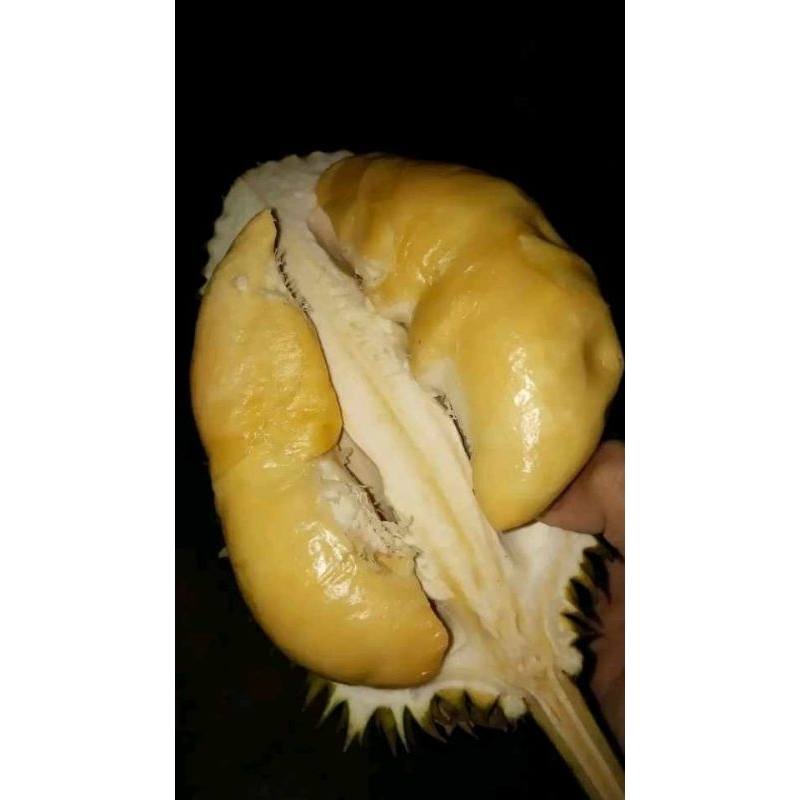 

Durian