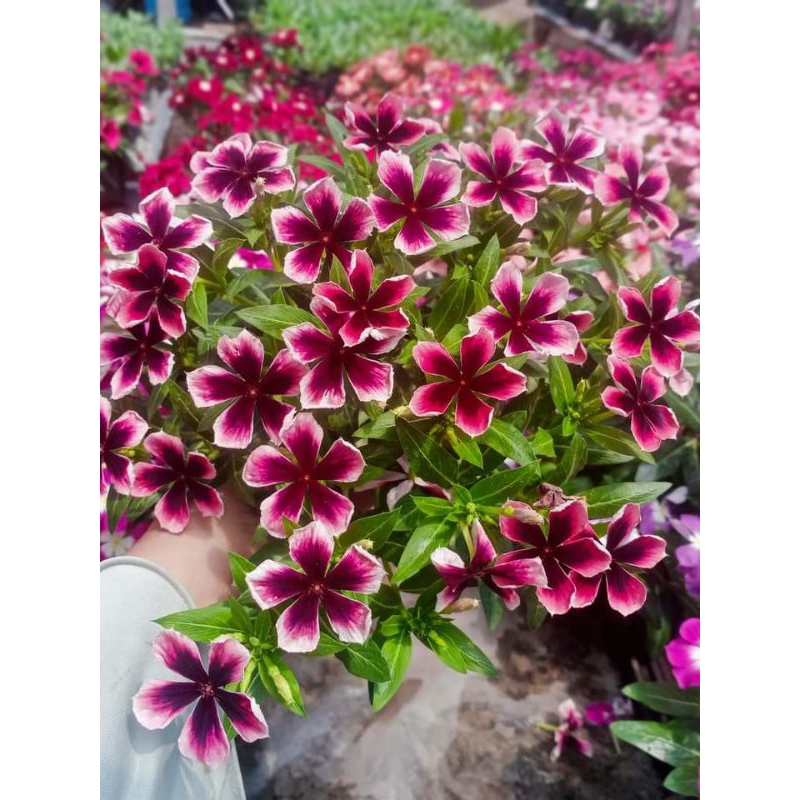 

biji sultan Nirvana black