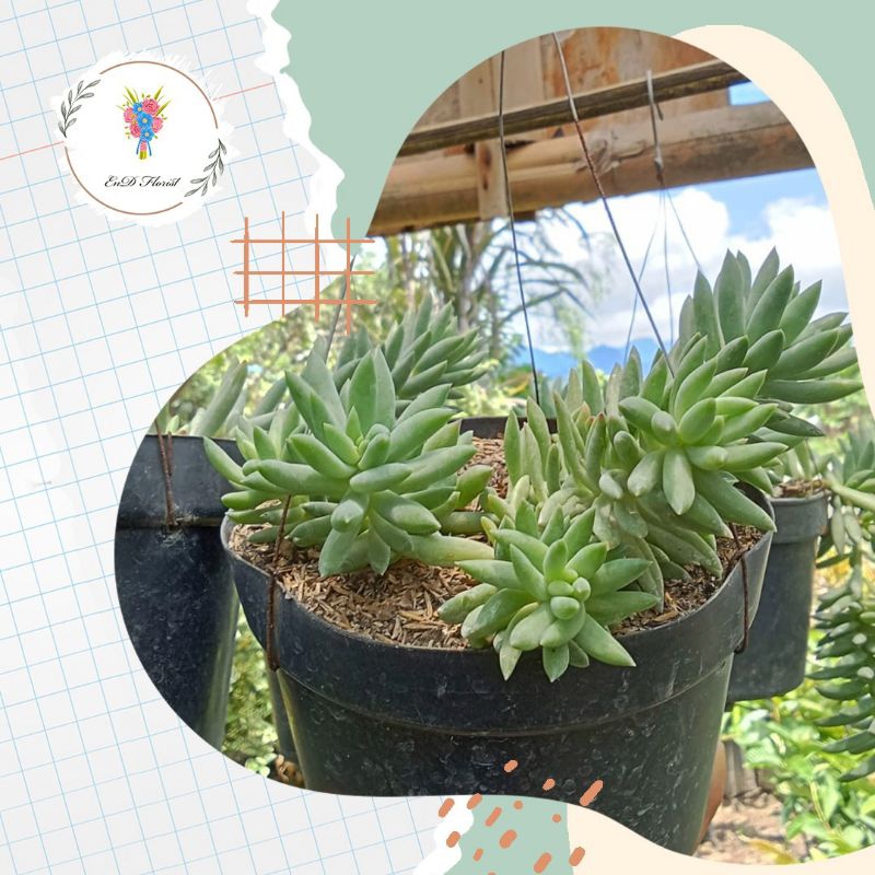 tanaman gantung air mata ibu