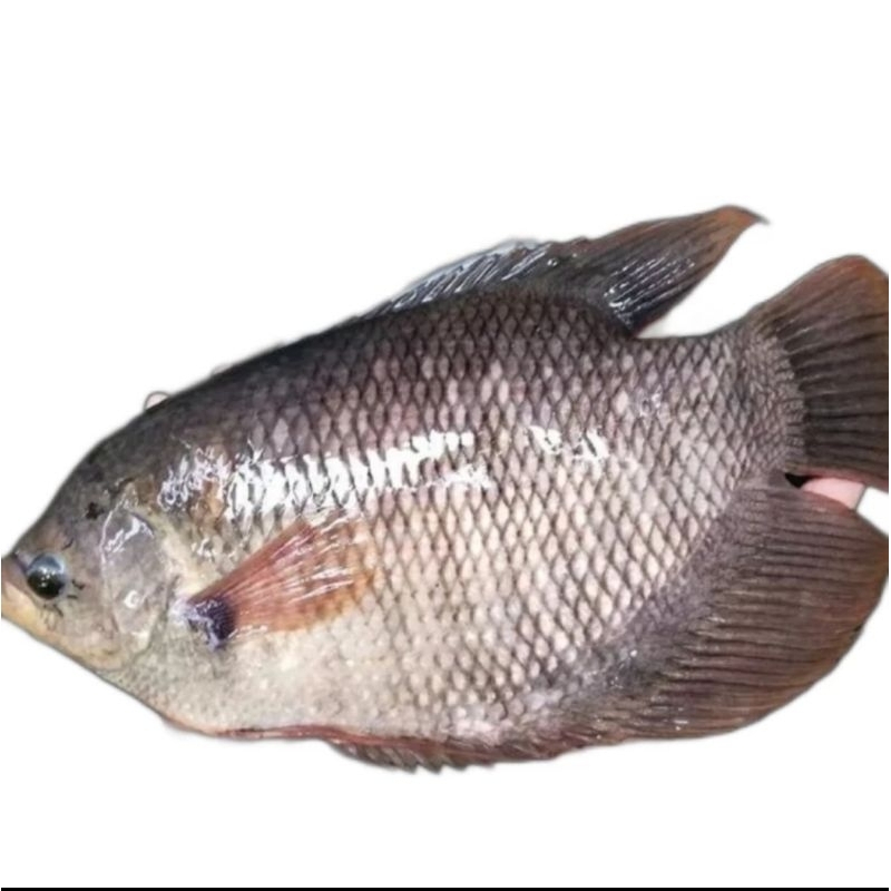 

Ikan Gurami / Gurame Segar