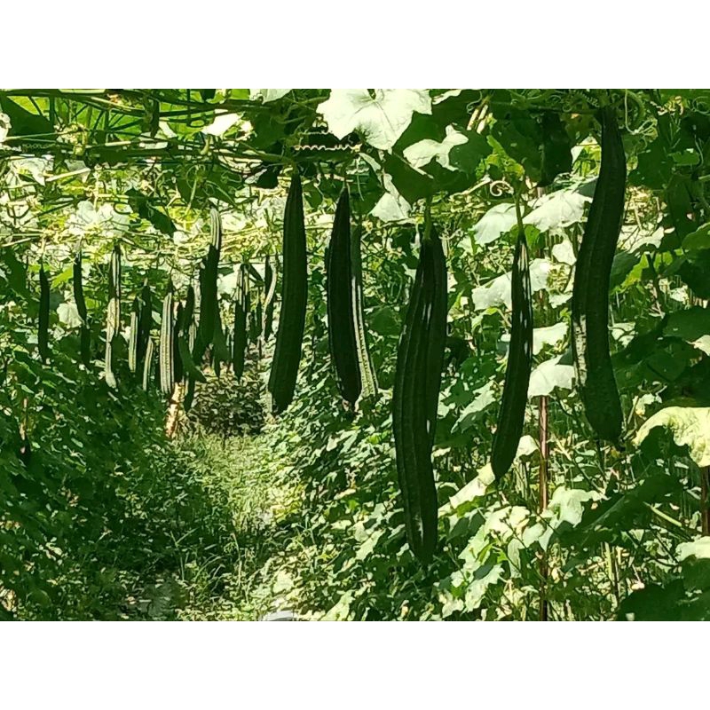 Shopritz Benih Bibit Gambas Oyong Estilo F1, Tahan Virus (Cocok Ditanam Di Dataran Rendah Sampai