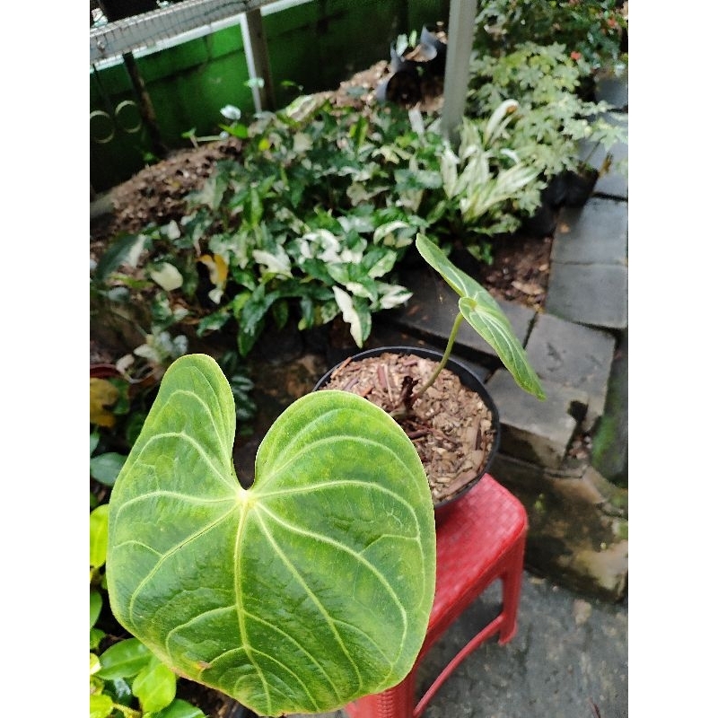 Kuping gajah regale sunda