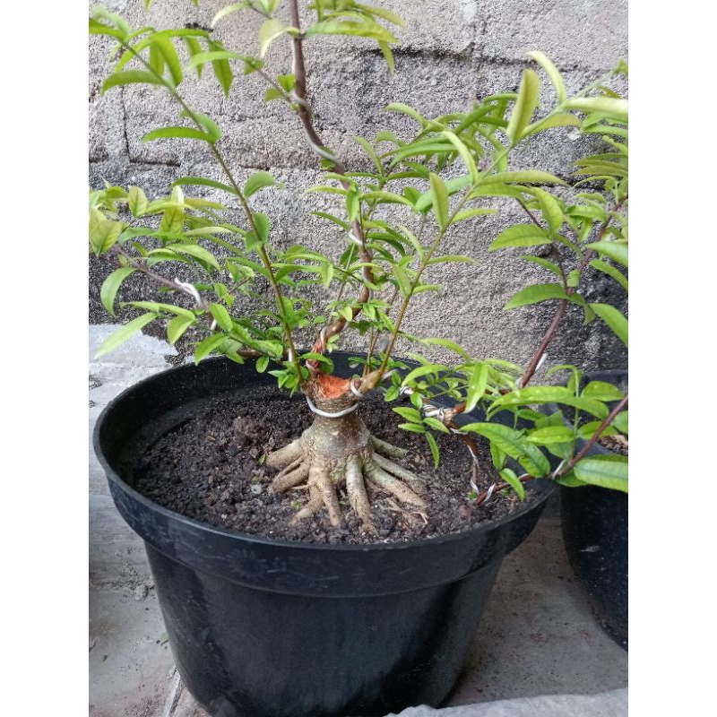 anput prokar gerak dasar