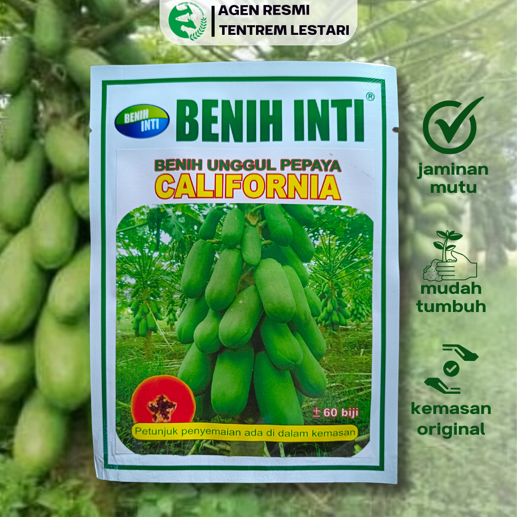 Benih Pepaya California 60 biji Asli Cap Benih INTI Bibit Pepaya Kalifornia