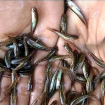 bibit anak ikan gabus pakan ikan predator isi 50e anak ikan gabus 2-4 cm bibit ikan gabus sawah