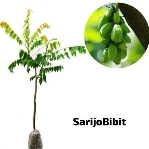 bibit belimbing wuluh siap berbuah