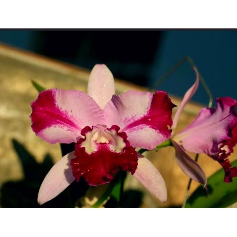Cattleya Qing Ming cat