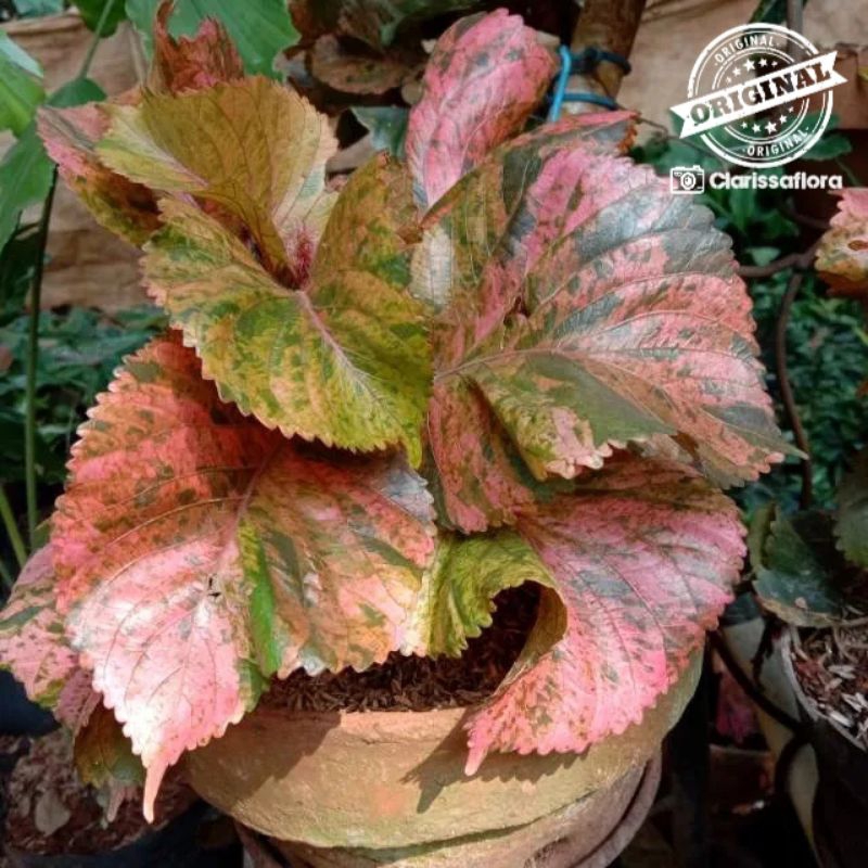 Tanaman hias akalipa pink - tanaman waru daun pink