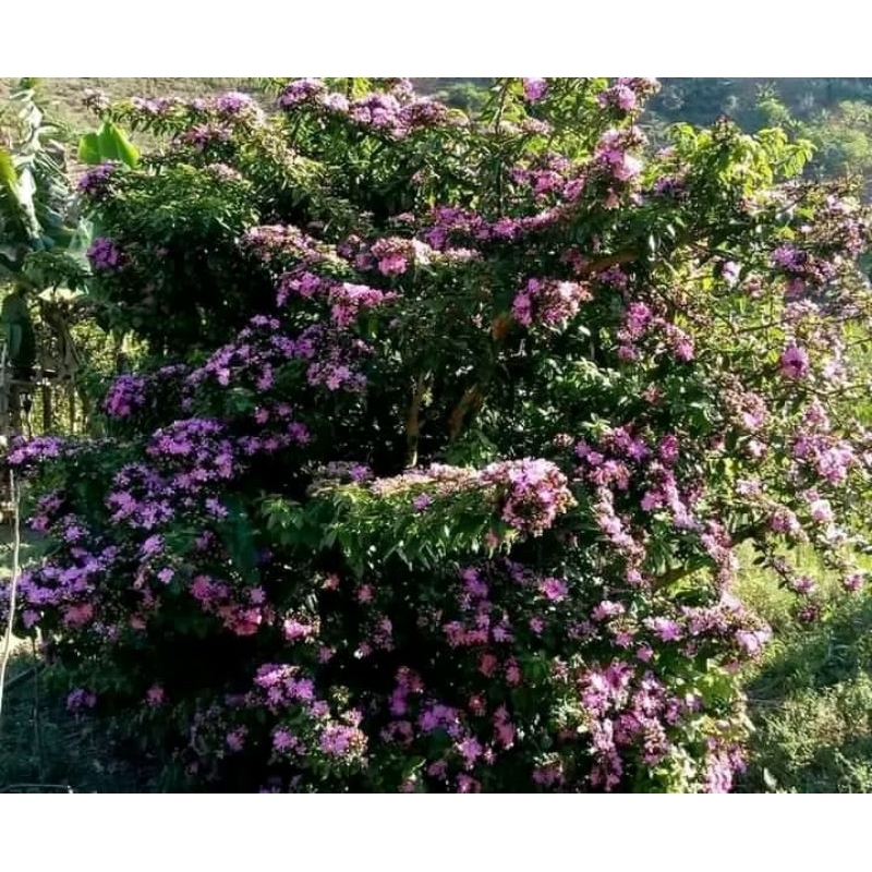 tanaman hias dan vegetasi paksn klanceng bunga orapronubies  grandifolia