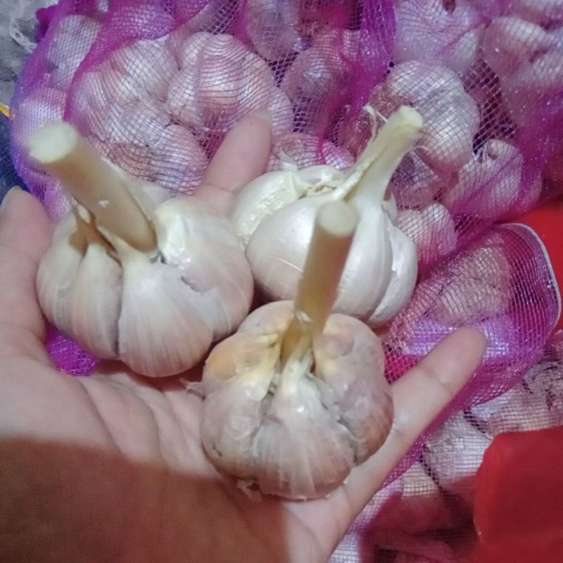 

bawang kating