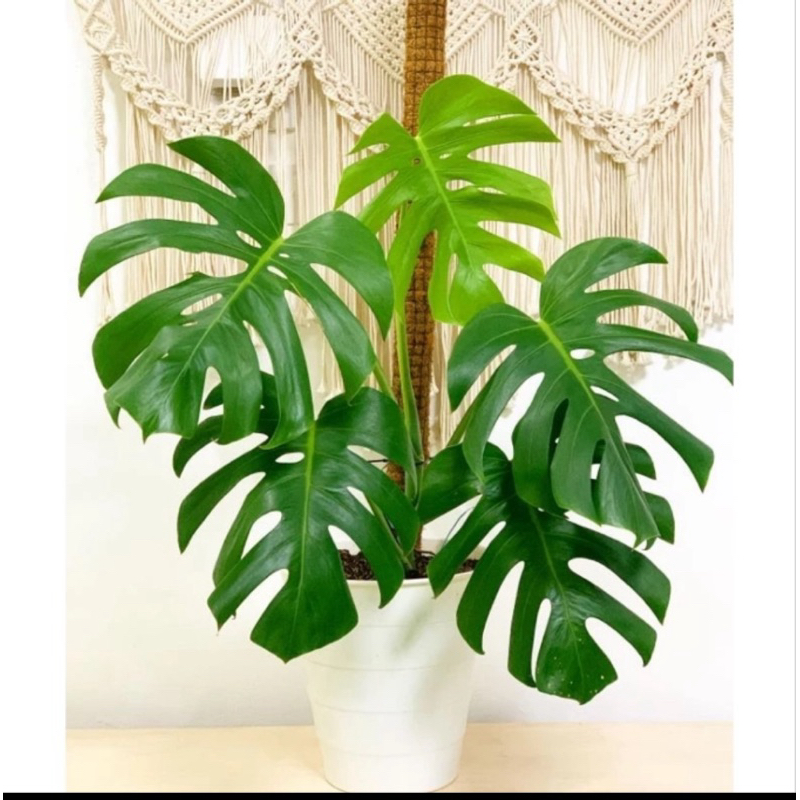 tanaman hias indoor king monstera daun besar