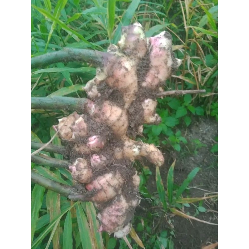 

Jahe Emprit jahe putih super pedas 500gr