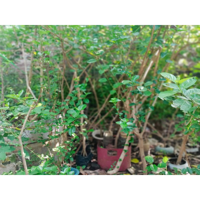 bonsai batang sancang segar stek sancang
