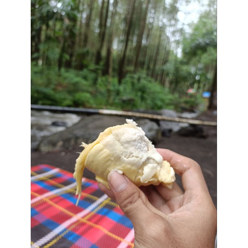 

Durian Montong