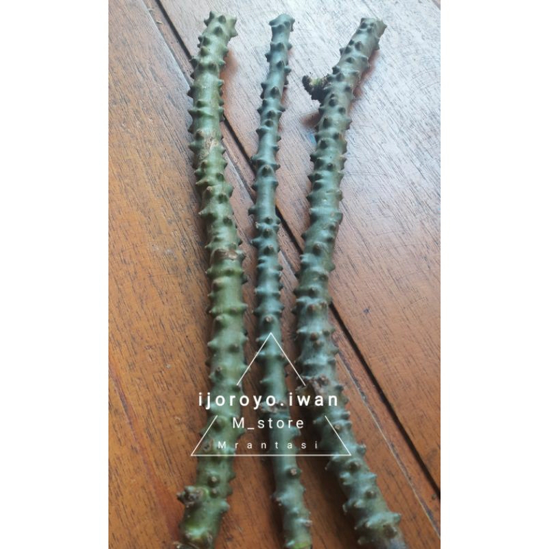 

Brotowali herbal / tanaman rasa pahit / bisa untuk bibit ditanam