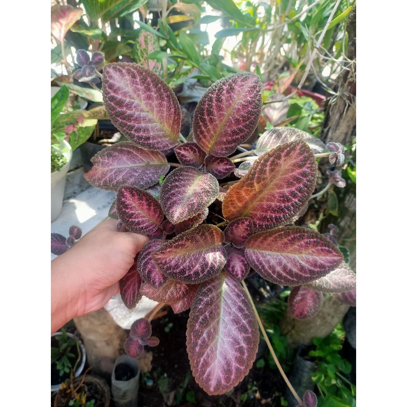 episcia pink