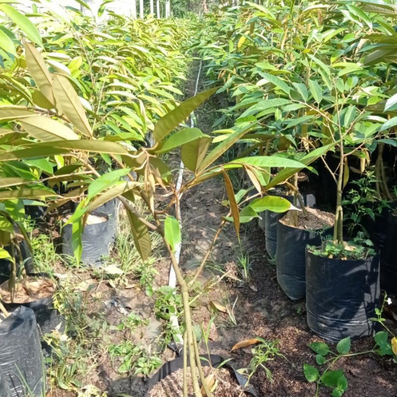 Bibit Durian musangking kaki 3 Hasil okulasi