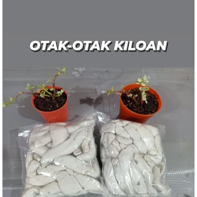 

OTAK OTAK KILOAN