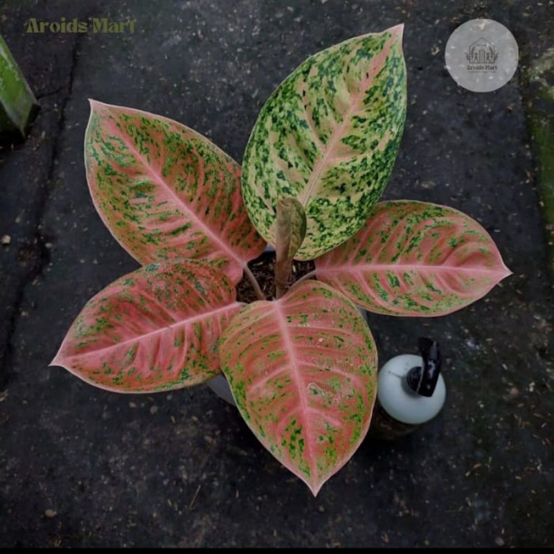 Aglonema Bigroy - Tanaman hias Aglonema Bigroy