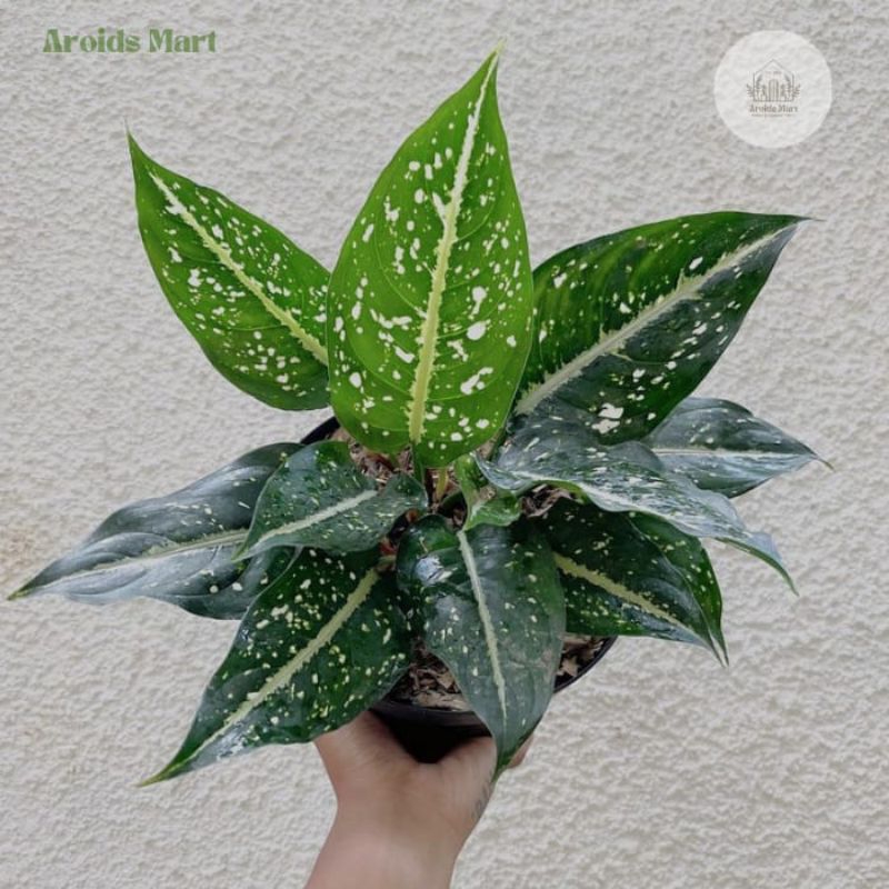 Aglonema srikit - Tanaman Hias Aglonema Srikit