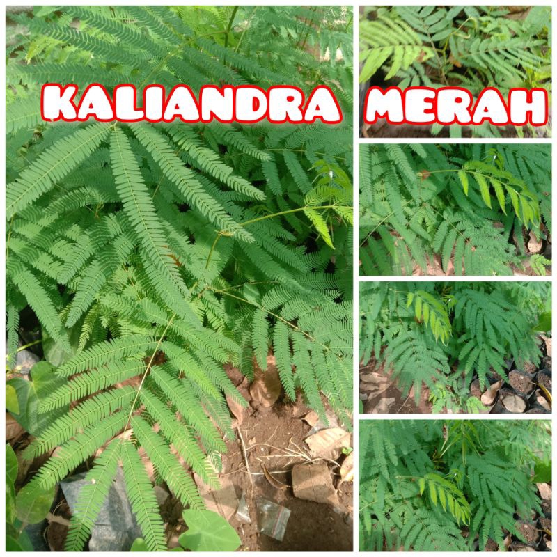 Bibit kaliandra merah pakan ternak full akar