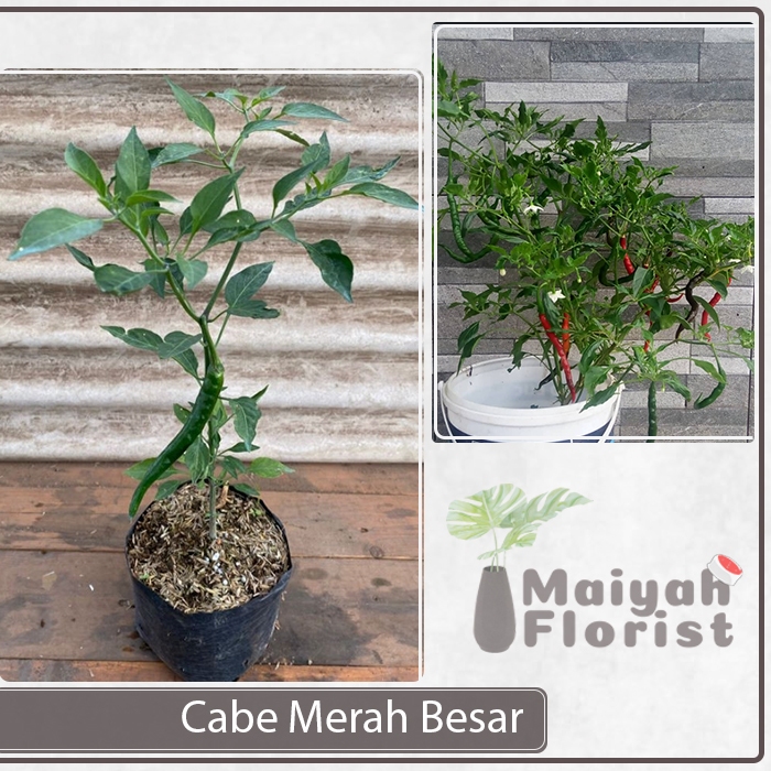 Bibit Tanaman Hidup CABE MERAH BESAR - Bibit Pohon Cabai Merah Besar