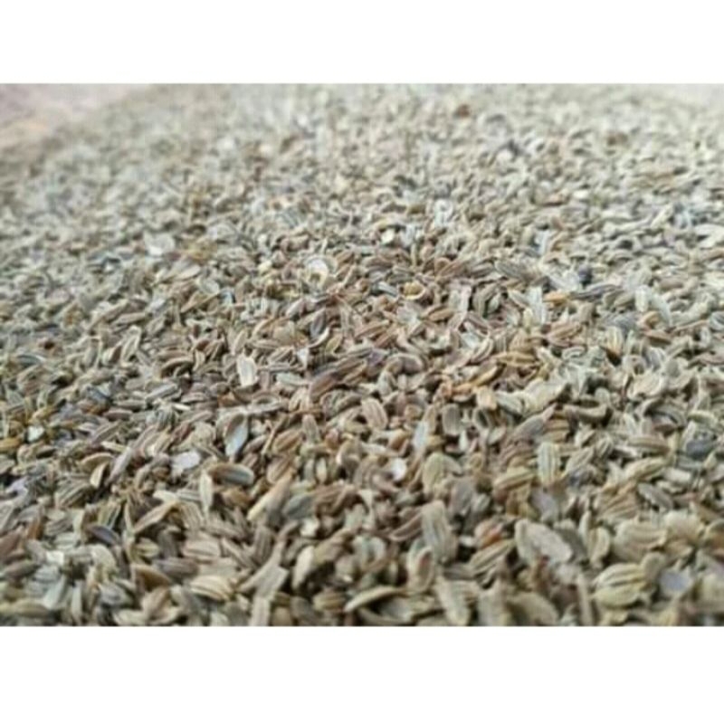 Benih bibit wortel brastagi unggulan 1 kg