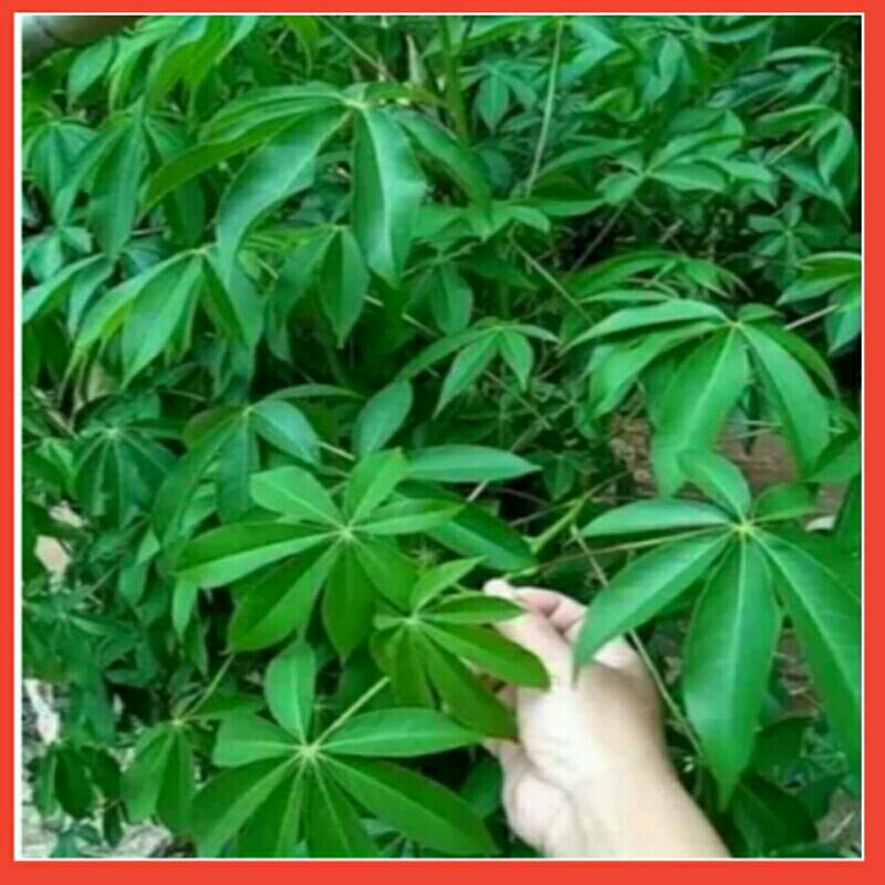 

Daun Kapuk Randu Segar