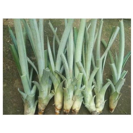 bibit nanas madu unggul terbaik