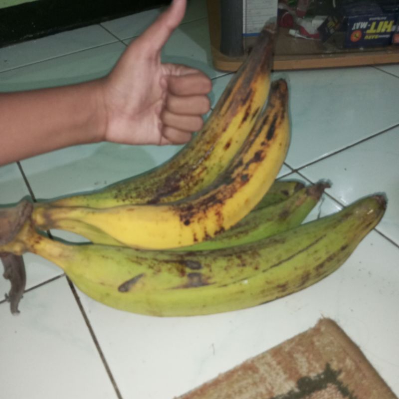 

1 PCS PISANG TANDUK/PISANG BYAR/GEDANG BYAR