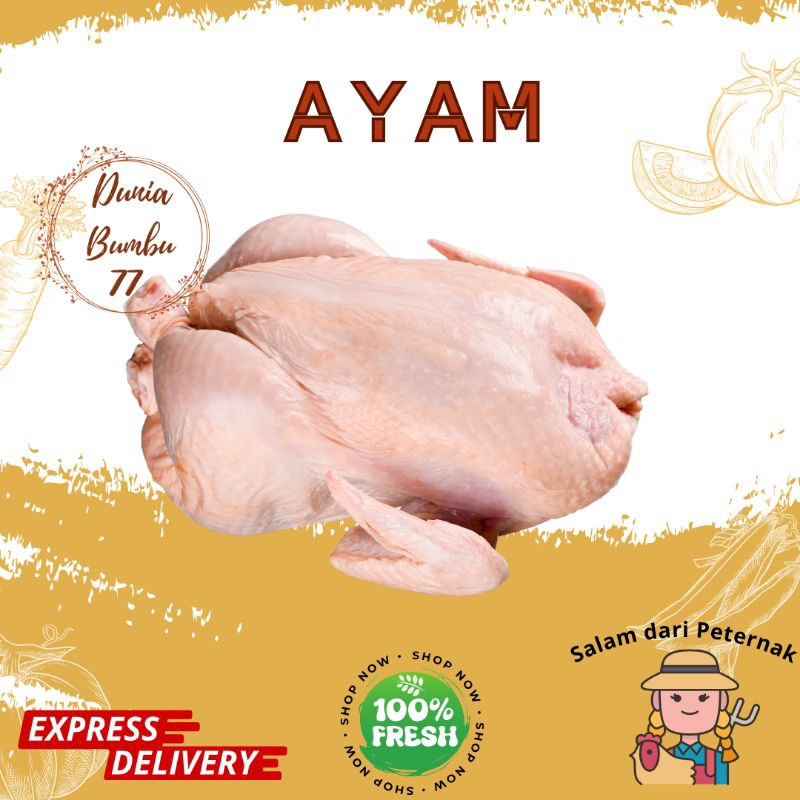 

Ayam 1 ekor
