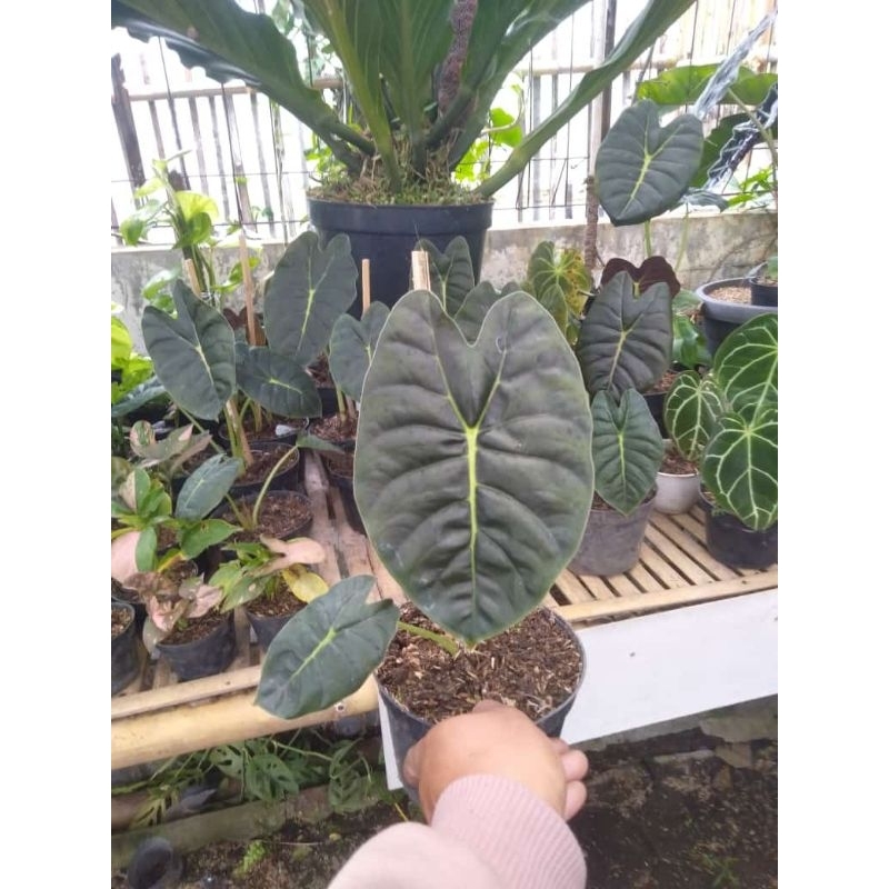 Alocasia golden bone