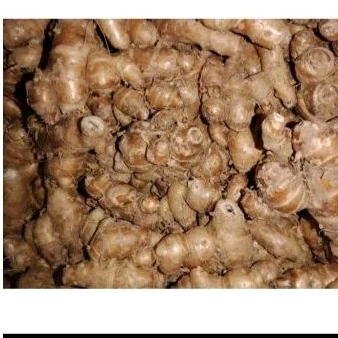 

kencur segar /bumbu dapur/termurah/empon2