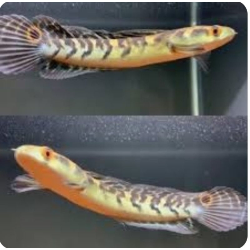 maru ys simet  flering tangan uk 21cm