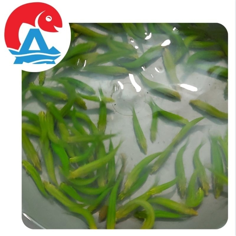 

Ikan Hias Laut Keling Hijau