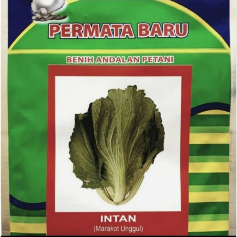 Benih Sawi Pahit (MORAKOT) Varietas Intan Isi 10Gr Bibit Sawi Pahit