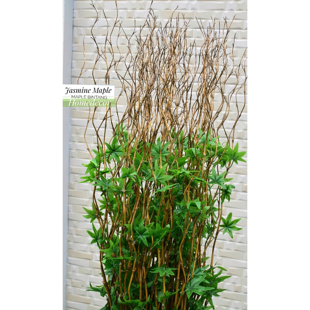 HOMEDECOR bambu ulir hias 15 Btg Bambu Ulir Hitam Maple Bintang 170cm (Tanpa Pot)