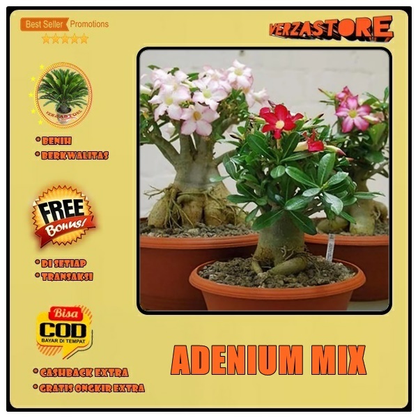 Biji Benih Bunga Adenium Mix  / 4 Biji