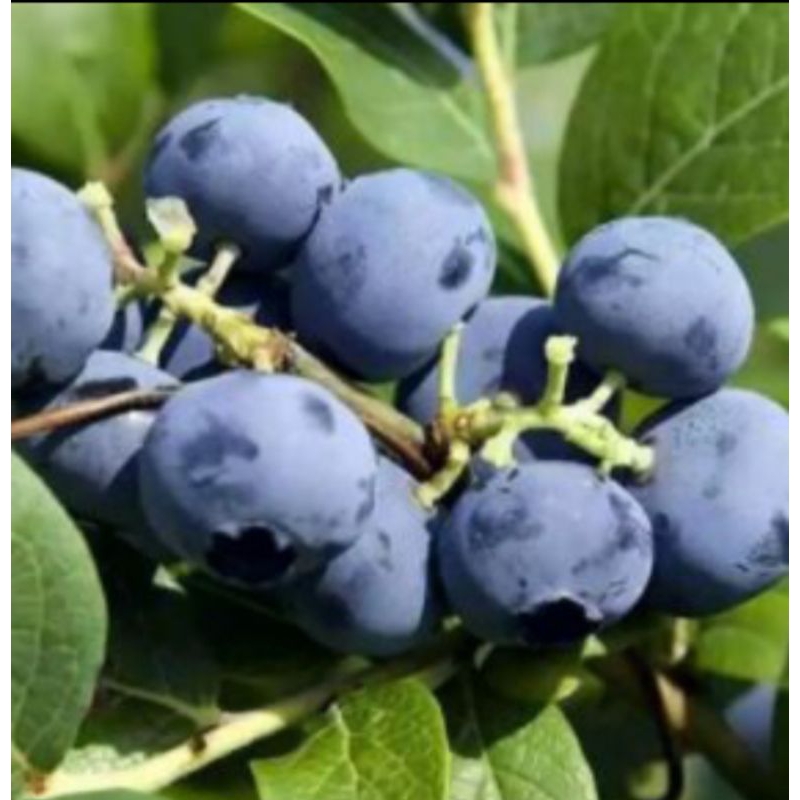 BIBIT BLUEBERRY VAILID
