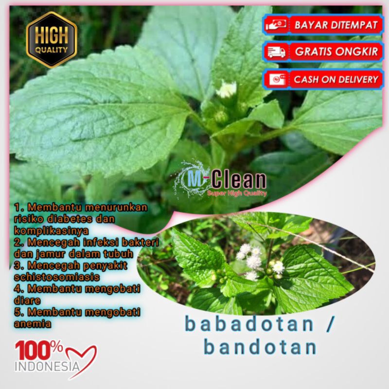 

daun bandotan fresh 1kg || babadotan segar