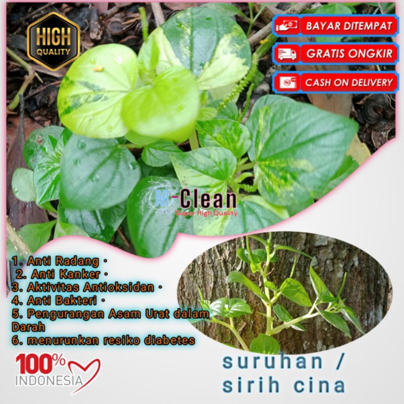 

daun suruhan fresh || sirih cina 1kg