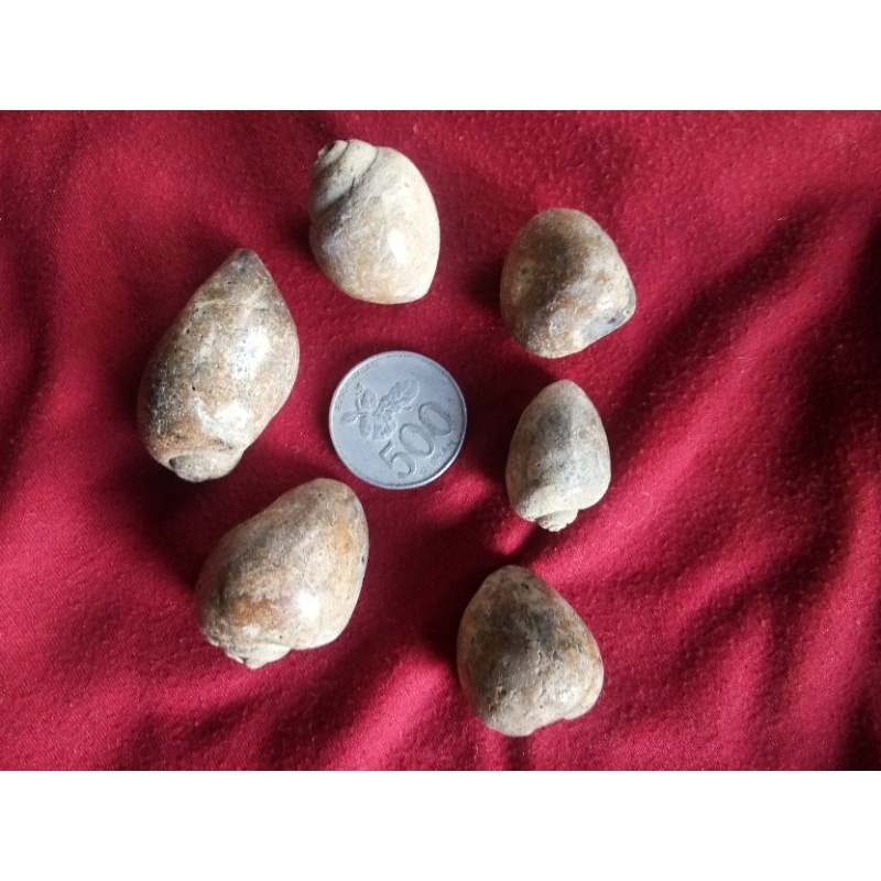 KEONG BUNTET / KOL BUNTET / BATU FOSIL KEONG