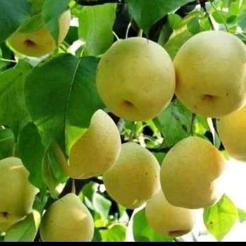 

binit buah Pear