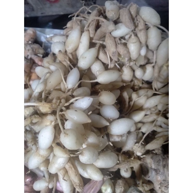 

janar/kunyit putih bini 1kg