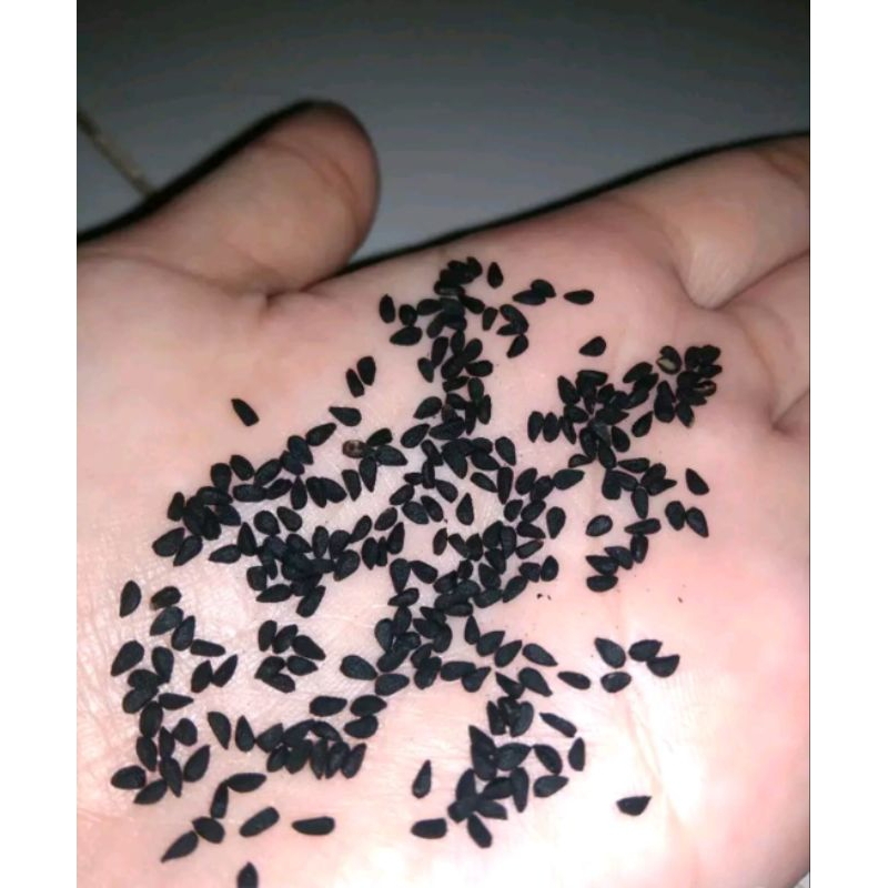 

KODE A Jinten Hitam Habbatussauda 250 gram